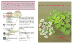 Invasive Weed Identification Guide - Cornell Cooperative Extension