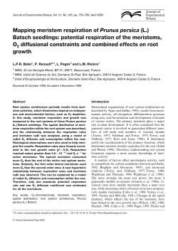 Mapping meristem respiration of Prunus persica