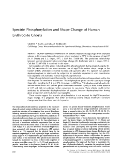 Spectrin phosphorylation and shape change of