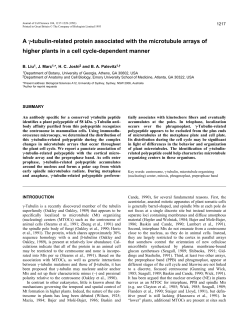 A -tubulin-related protein associated with the microtubule arrays of