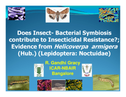 Evidence from Helicoverpa armigera Evidence from Helicoverpa