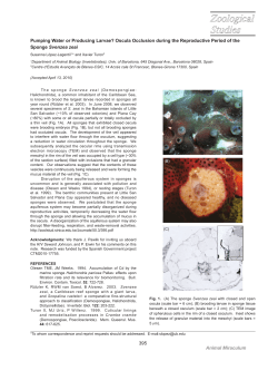 Pumping Water or Producing Larvae? Oscula Occlusion during the