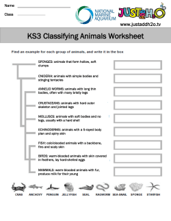 KS3 Classifying Animals Worksheet