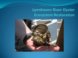 Oyster Restoration - Chesapeake Bay Program