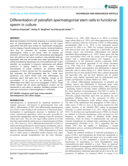 Differentiation of zebrafish spermatogonial stem cells