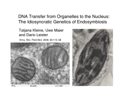 DNA Transfer from Organelles to the Nucleus: The Idiosyncratic