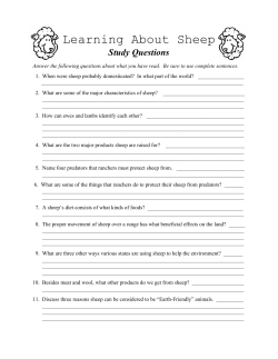 Learning About Sheep