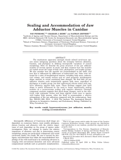 Scaling and Accommodation of Jaw Adductor