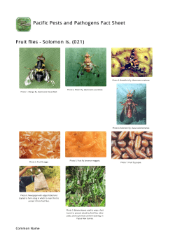 Fruit flies - Solomon Is. (021)