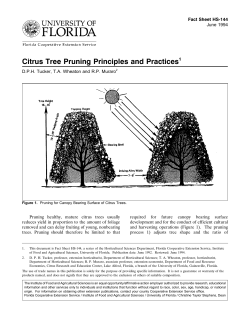 Citrus Tree Pruning Principles and Practices