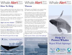 Help Us Protect Whales