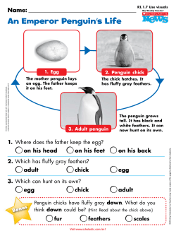 An Emperor Penguin`s Life
