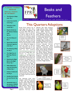Beaks and Feathers - Florida Parrot Rescue