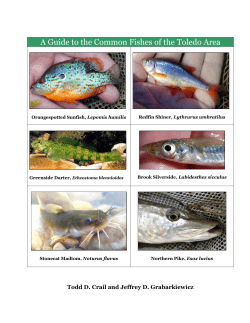 A Guide to the Common Fishes of the Toledo Area