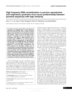 High frequency RNA recombination in porcine reproductive and