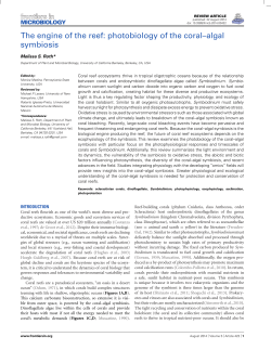 The engine of the reef: photobiology of the coral