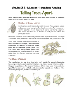 Student Reading Telling Trees Apart