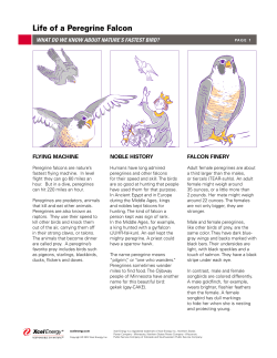 Life of a Peregrine Falcon