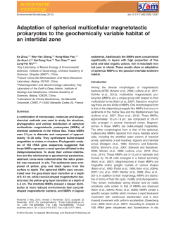 Adaptation of spherical multicellular magnetotactic prokaryotes to