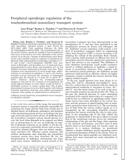 Peripheral opioidergic regulation of the tracheobronchial