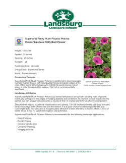 Supertunia Pretty Much Picasso Petunia