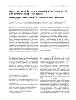Crystal structure of the chi: psi subassembly of the Escherichia coli