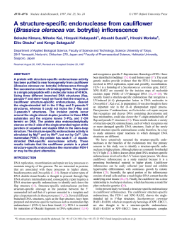 A structure-specific endonuclease from cauliflower