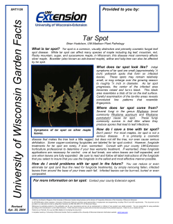 Tar Spot - Elm Grove