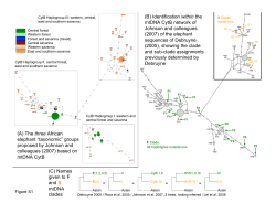 (C) Names given to F and S mtDNA clades