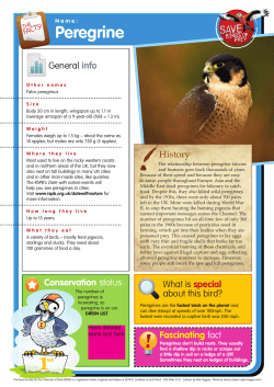 Peregrine