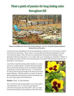 Plant a Patch of Pansies - University of Missouri Extension