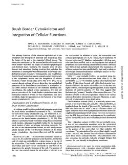 Brush Border Cytoskeleton and Integration of Cellular Functions