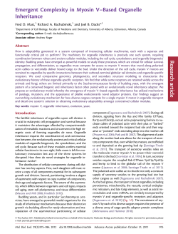 Emergent Complexity in Myosin V&ndash;Based Organelle Inheritance