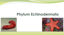 Echinoderm Powerpoint