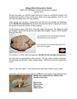 Sheep Brain Dissection Guide