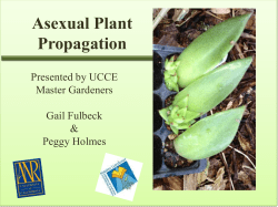 Asexual Propagation