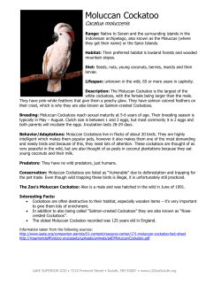 Moluccan Cockatoo - Lake Superior Zoo