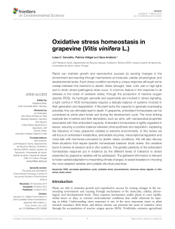 Oxidative stress homeostasis in grapevine (Vitis vinifera L.)