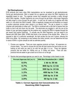 Gel Electrophoresis Protocol