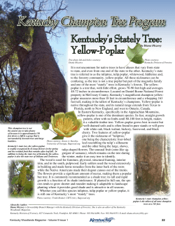 Kentucky Champion Tree Program