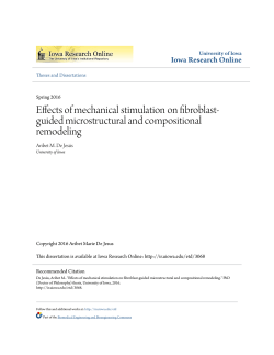 Effects of mechanical stimulation on fibroblast