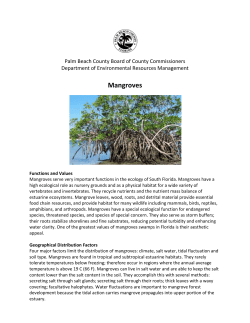 Mangroves - Palm Beach County