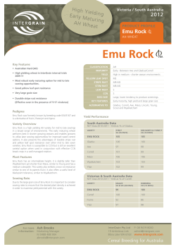 Emu Rock - Modra Seeds