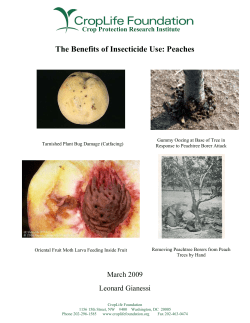 The Benefits of Insecticide Use: Peaches