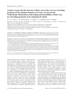 Genetic rescue and the increase of litter size in the recovery