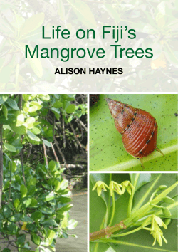 Life on Fiji`s Mangrove Trees
