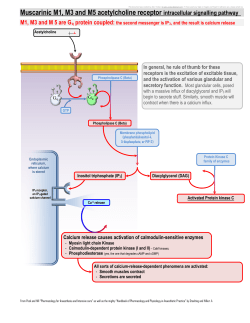 1.3 Muscarinic M1 M3 and M5 acetylcholine receptor intracellular