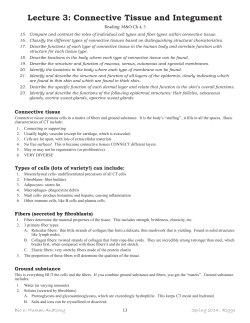 Lecture 3: Connective Tissue and Integument