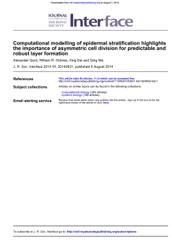 robust layer formation the importance of asymmetric cell division for