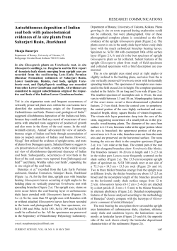 Autochthonous deposition of Indian coal beds with